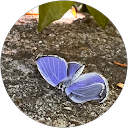 Najia Musolino profile picture