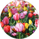 Bernadette Daelmans profile picture